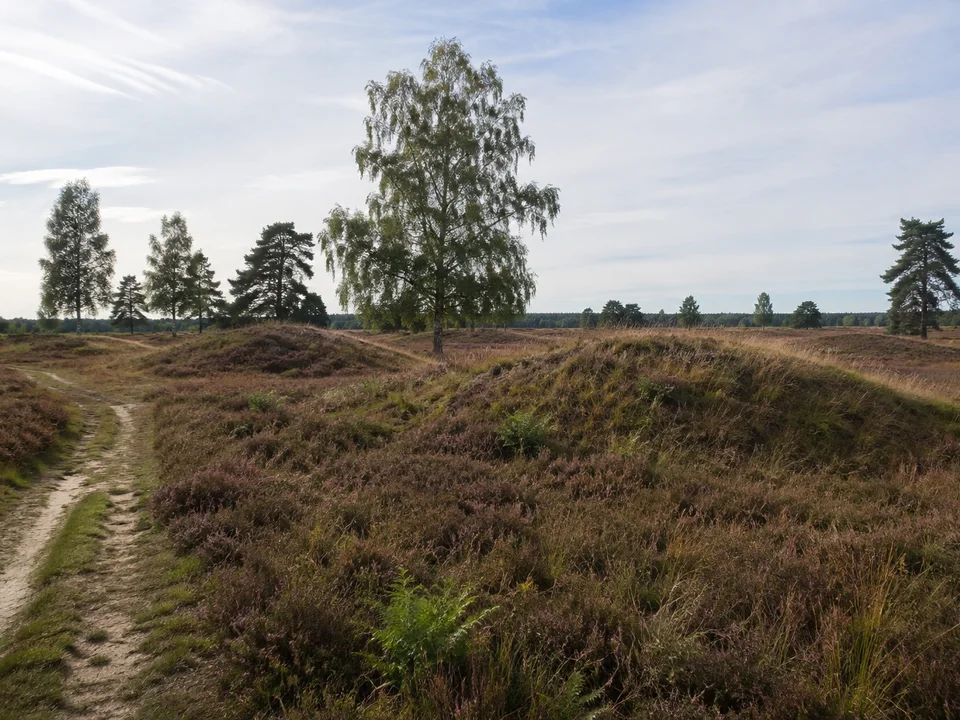 Pestruper Heide: Offene niedrige Heidefläche mit zahlreichen kleinen sanften bronzezeitlichen Grabhügeln, einzelne Birken und Kiefern, flacher Horizont, KEINE stehenden Steinmonumente