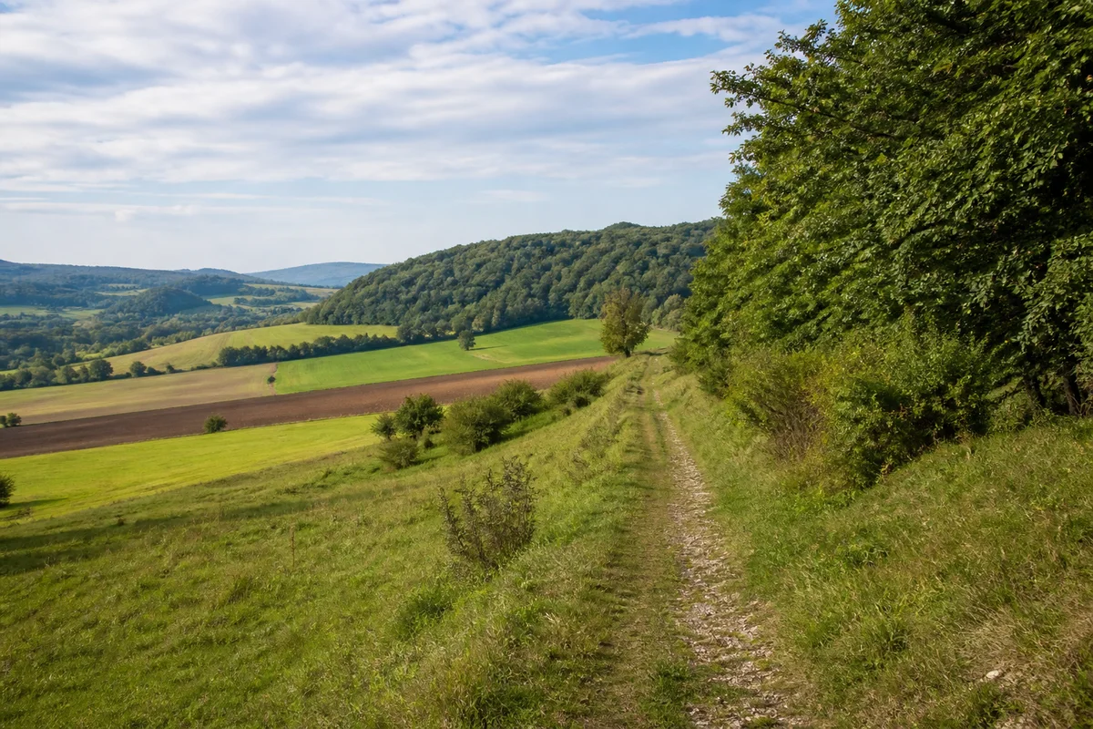 Naturparkweg Leine-Werra: Heilbad Heiligenstadt: Wanderweg auf dem Eichsfelder Muschelkalkplateau bei Martinfeld, grüne Hänge, Ackerstreifen und Buchenwald