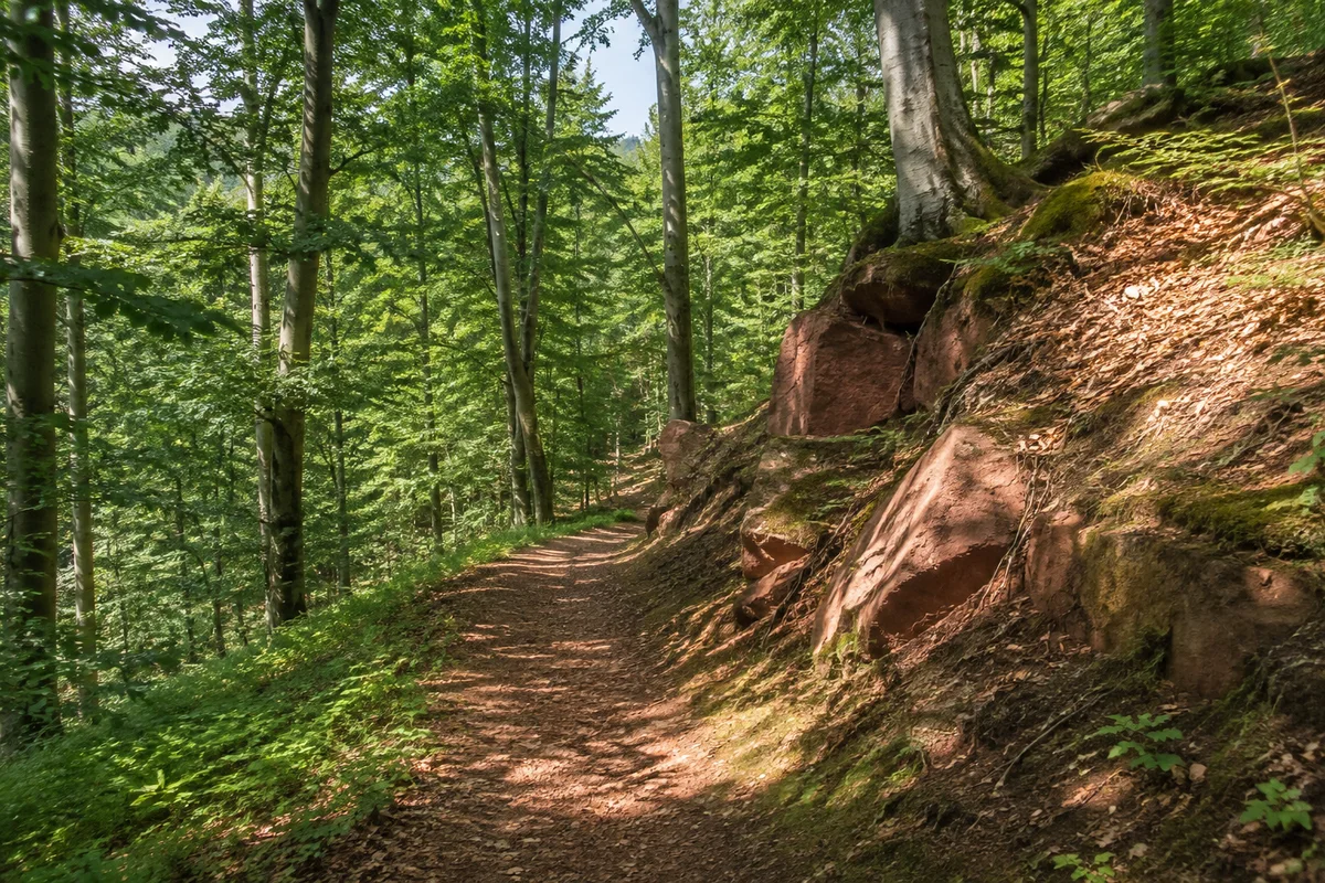 Heimarshausen: schmaler Waldweg mit einzelnen roten Sandsteinblöcken und Buchen am Heiligenberg