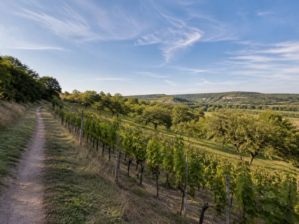 Großjenaer Weinlandschaft: Kleine Weinparzellen und Obstbäume hinter einem dörflichen Weg an sanftem Talhang