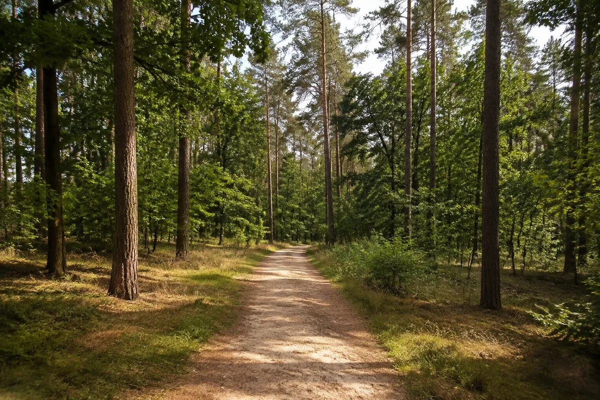 Naunhof: Naunhof Bahnhof: Naunhofer Forst: weitgehend ebener gemischter Wald mit sandigem Weg und hohen Kiefern zwischen Laubbäumen