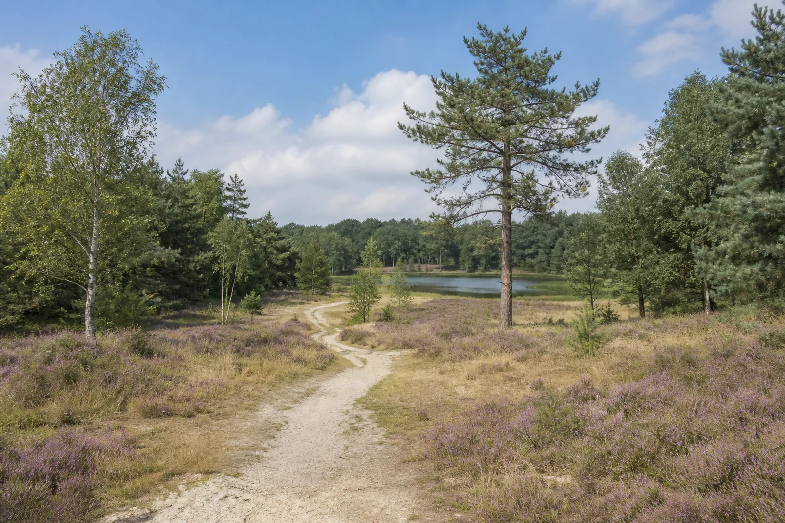 Sandiger Heideweg bei Hilden und Langenfeld im Neanderland