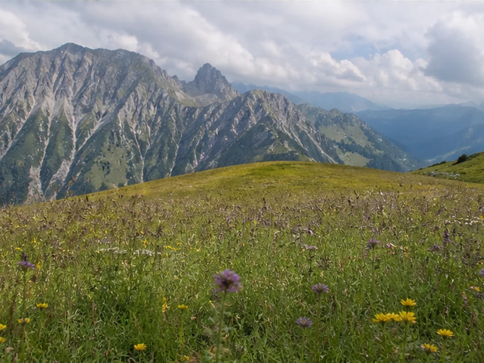 Höfatsblick: Hochfläche mit Bergblumen unter steilen Gipfeln