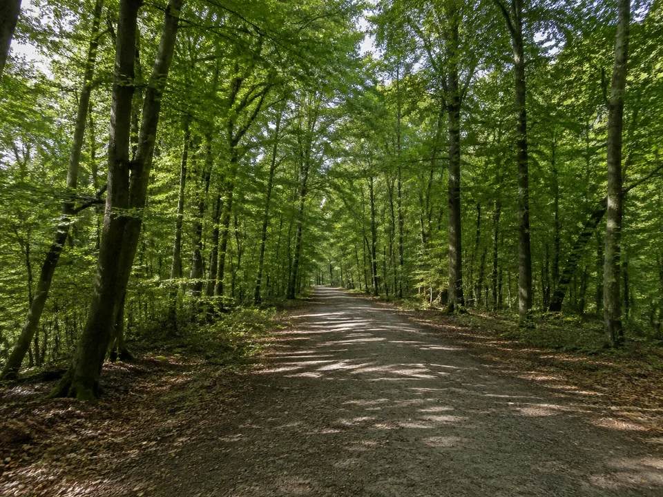 Wald am Mittelberg: Breiter Wanderweg durch dicht belaubten Eichen- und Buchenwald auf einem flachen Bergrücken