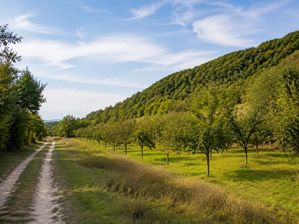 Wangener Talrand: Feldweg mit Obstbäumen am Fuß eines bewaldeten niedrigen Hangs nahe der Unstrut