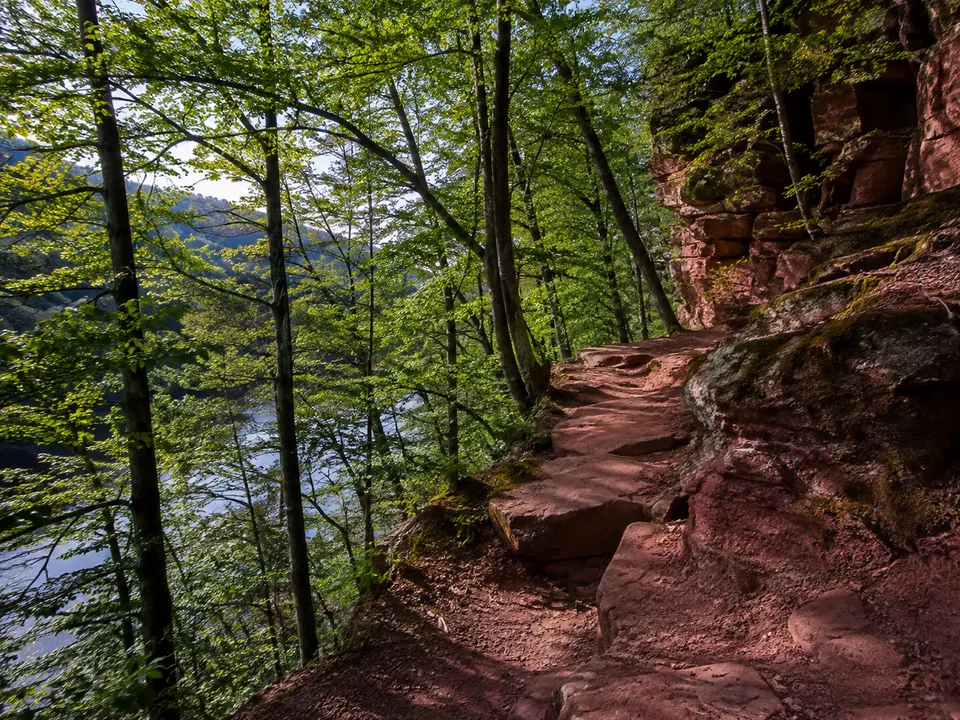 Eberbacher Neckarhang: felsiger Pfad zwischen Buchen mit Flussblick