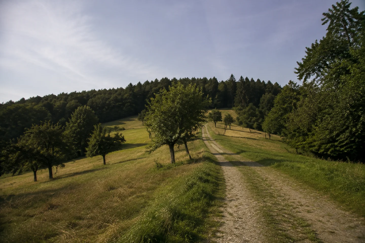 Wiesen und Streuobst bei Darsberg oberhalb des Neckars, Wirtschaftsweg auf gerundetem Höhenrücken, dichter Mischwald begrenzt die offene Rodungsinsel.
