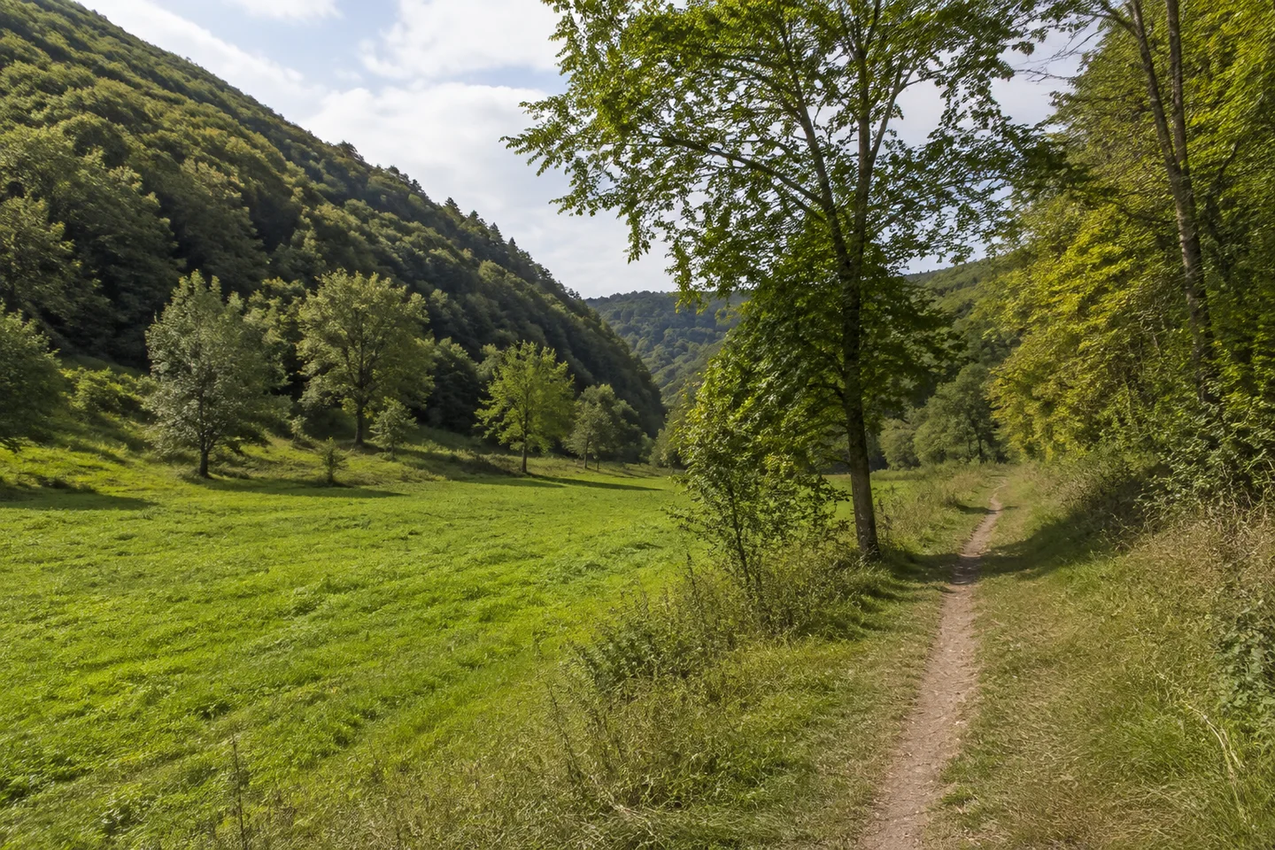 Schmales grünes Wiesental bei Grein in Neckarsteinach, unbefestigter Weg, einzelne Laubbäume und hohe gerundete Waldhänge.
