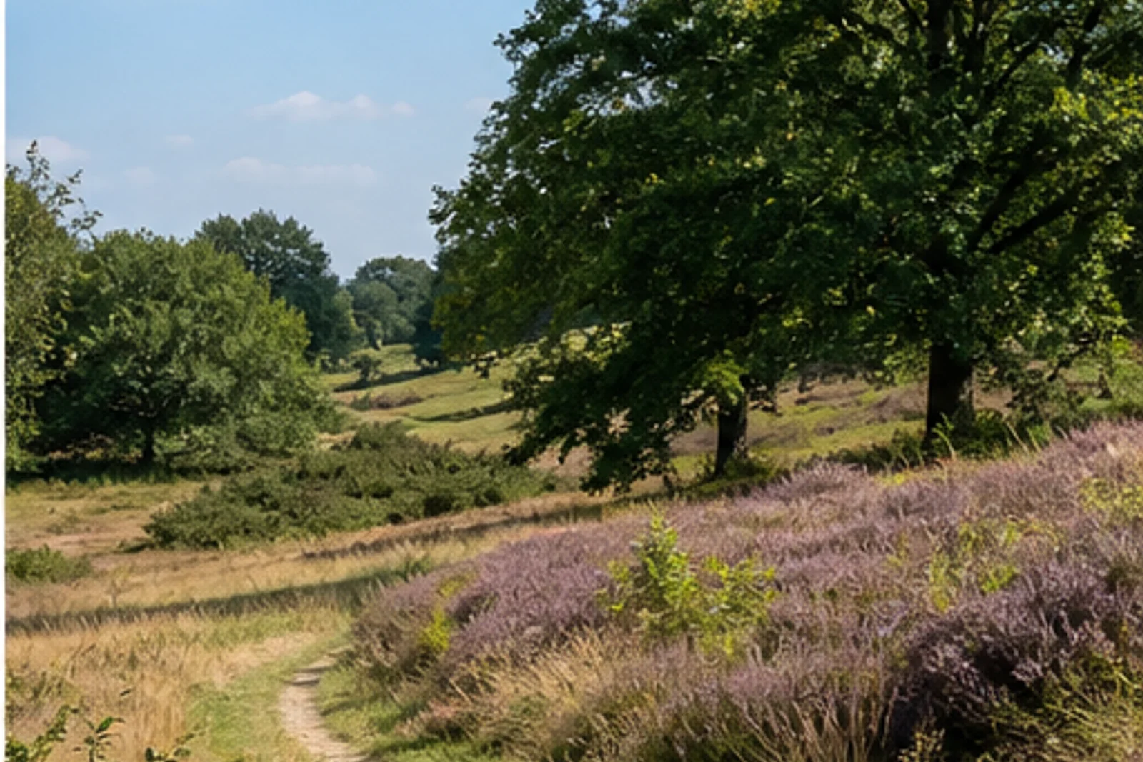 Heidepfad auf den Hinsbecker Höhen