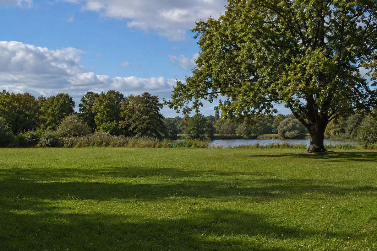 Neubrandenburg: Neubrandenburg, Startgebiet Neubrandenburg Kulturpark: Breite Parkwiese mit alten Laubbäumen im Neubrandenburger Kulturpark