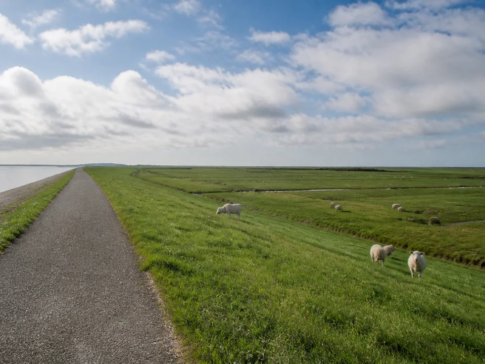 Neuharlingersiel: Grüner Küstendeich mit befestigtem Weg und Schafen, flache Wiesen und Nordseehimmel
