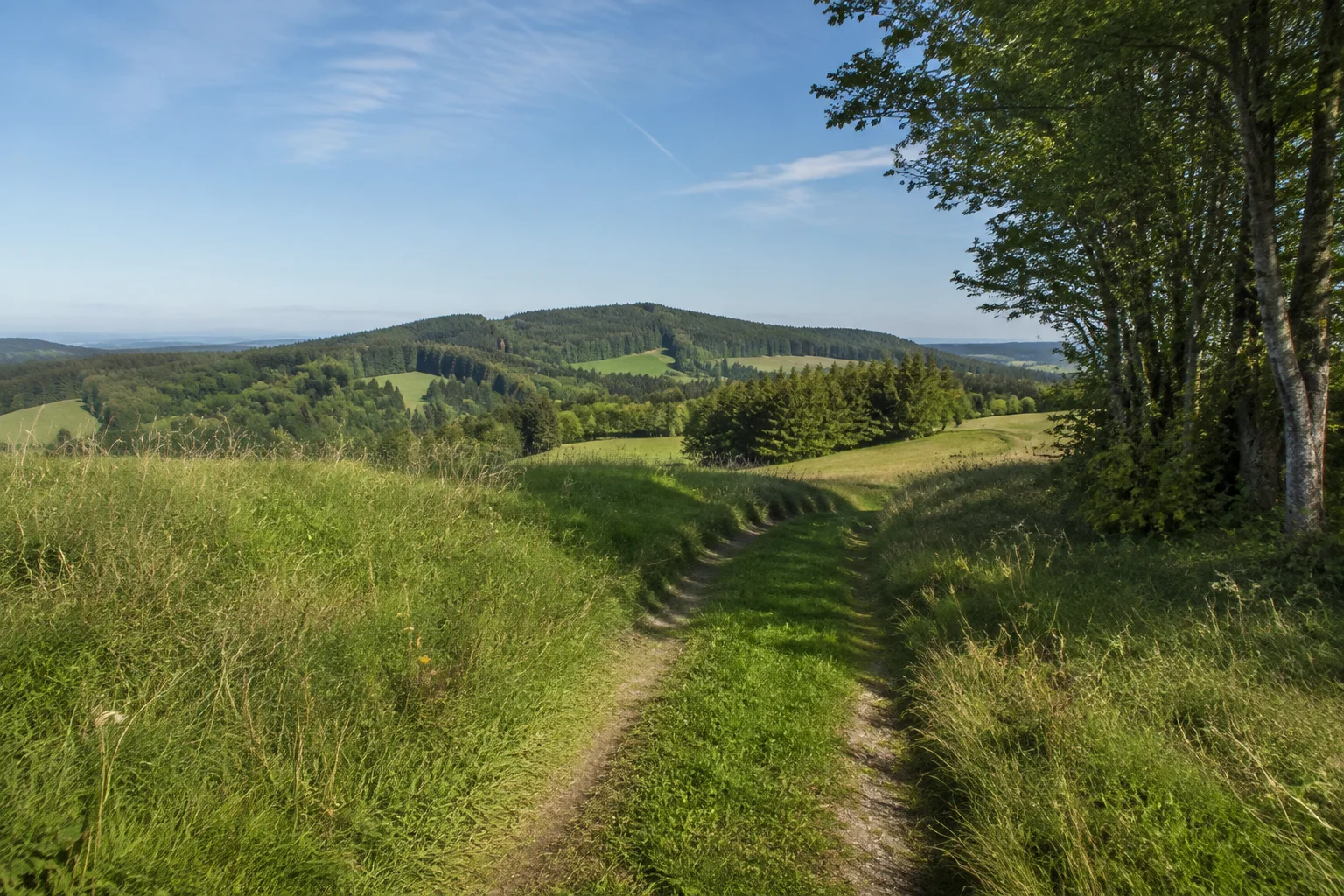 Vorderbuchberger Hang: Wiesenweg zwischen kleinen Waldstücken und sanften bewaldeten Rücken.