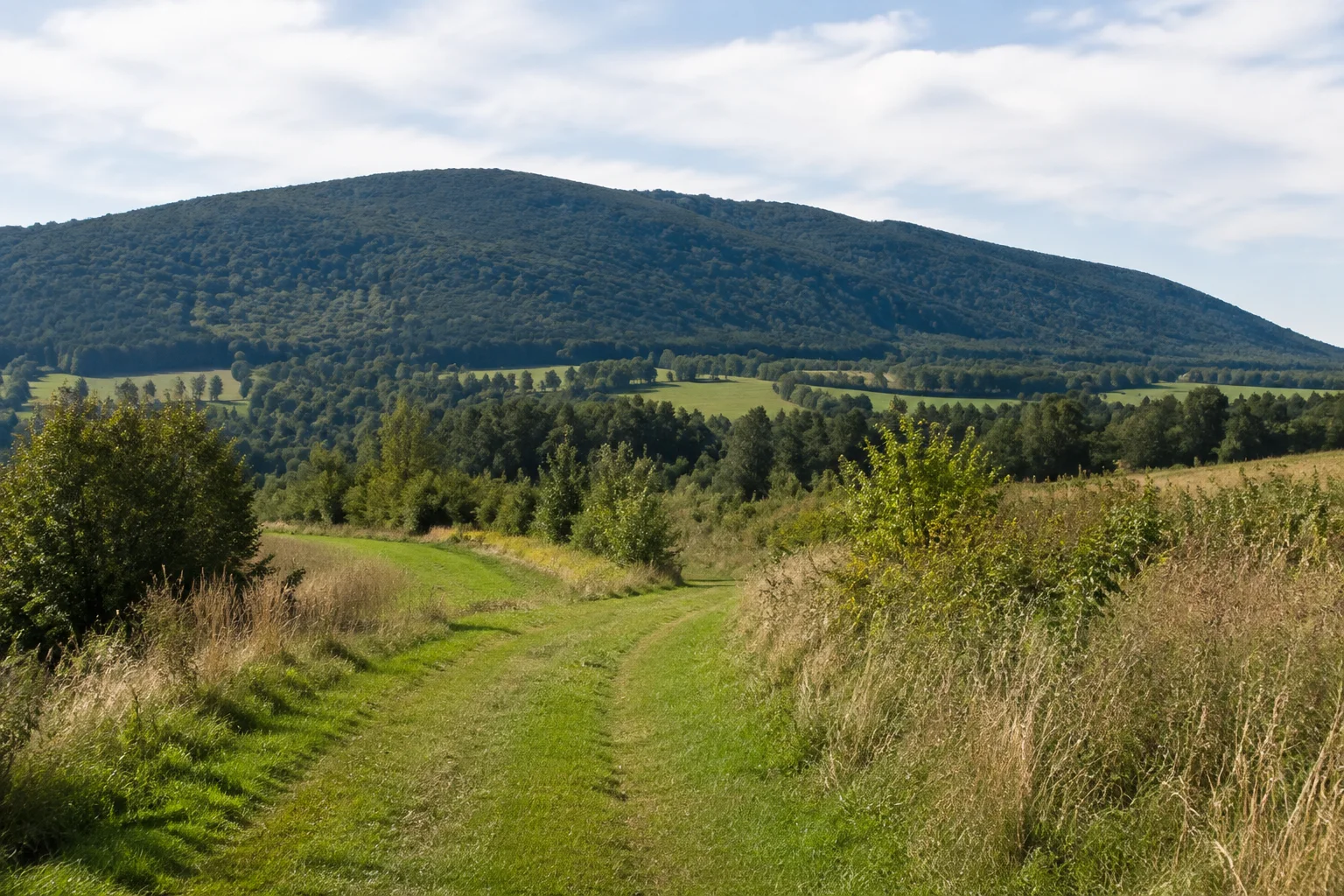 Neukirchen beim Heiligen Blut: Neukirchen beim Heiligen Blut: Neukirchener Vorland: grüner Feldweg am Fuß des langgezogenen, vollständig bewaldeten Hohenbogens.