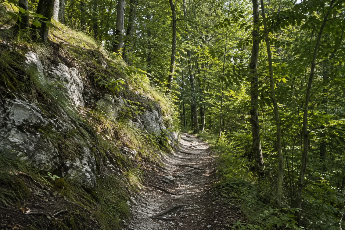 Buchenmischwald am steilen Albrand bei Höhenberg östlich von Neumarkt, heller kalkiger Fußweg mit einzelnen Wurzeln.