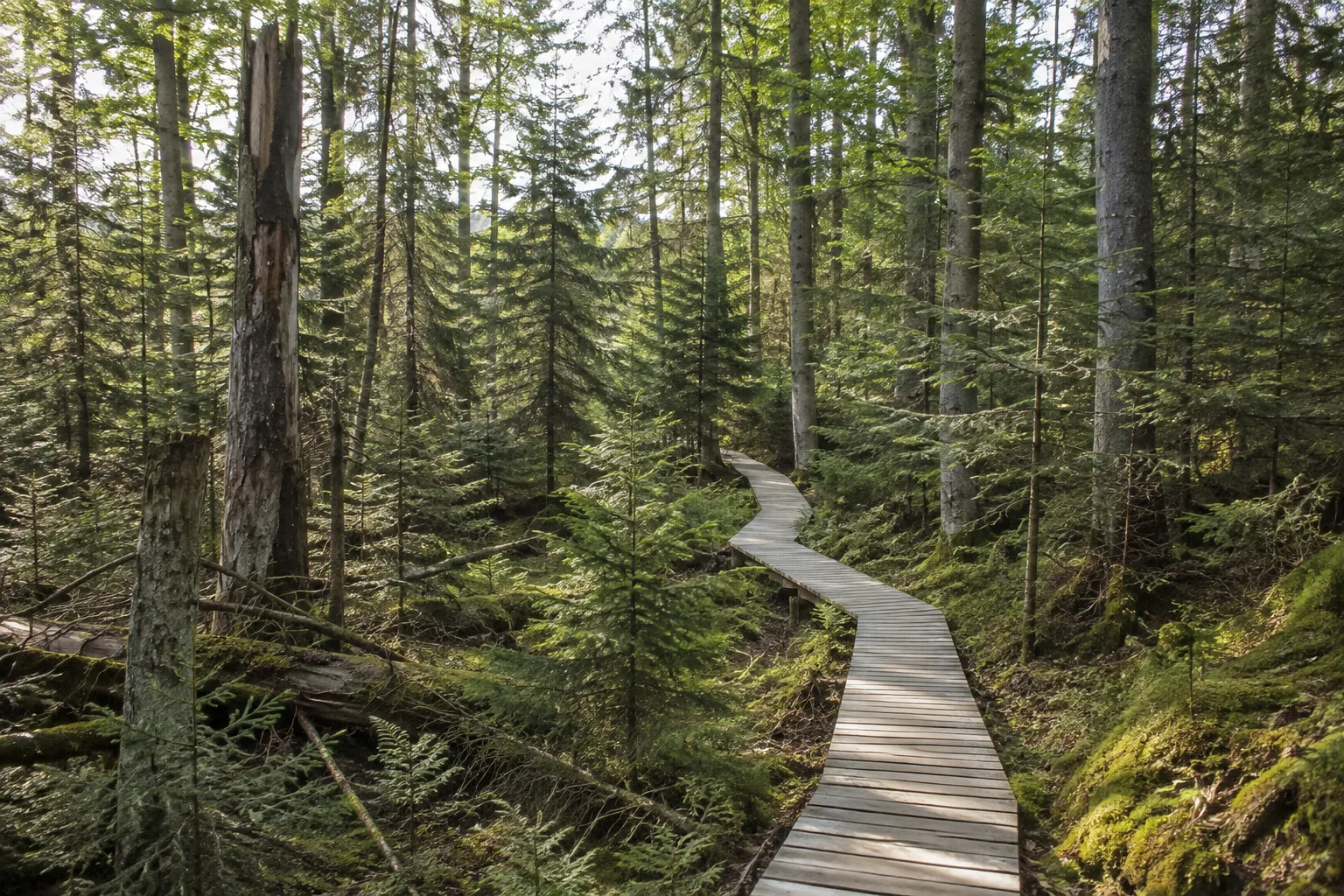 Nationalparkzentrum: gelenkter Waldsteg durch strukturreichen Naturwald