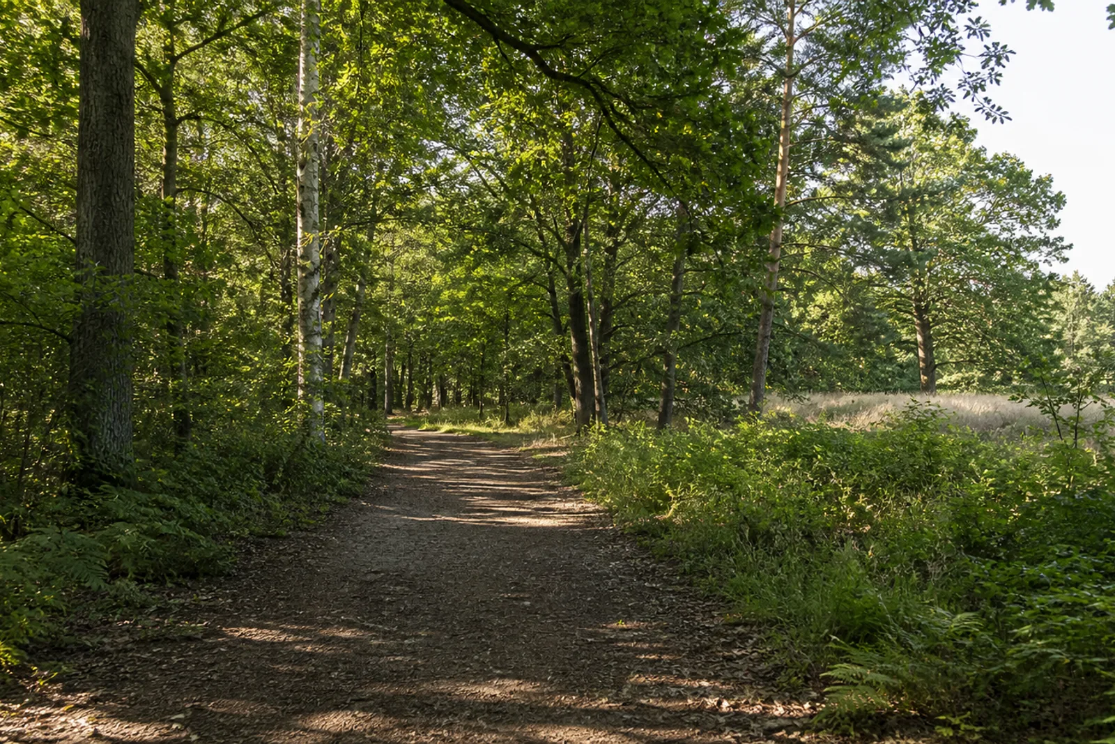 Flacher Mischwaldweg am Wiesenrand im Neusser Stadtwald