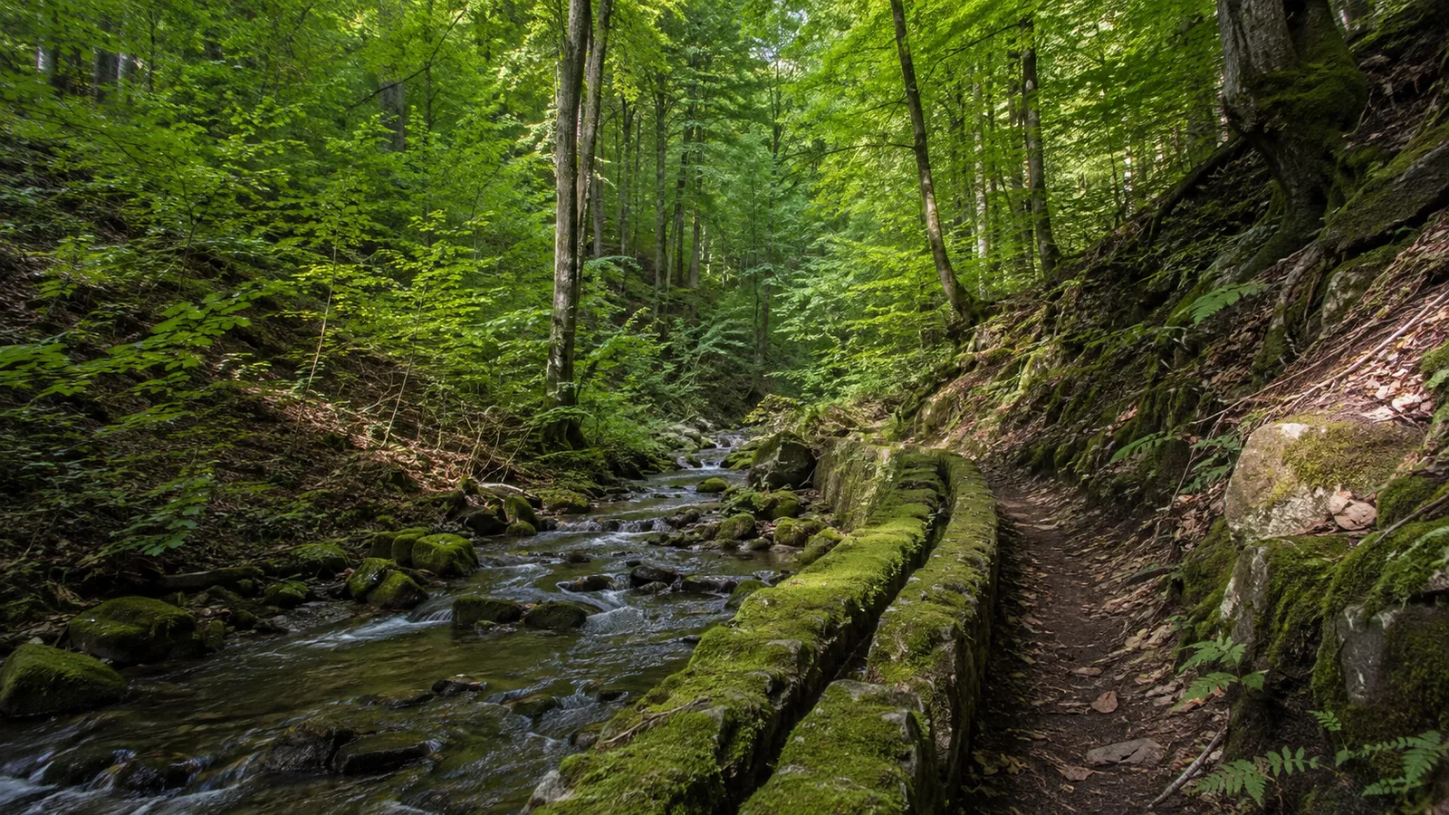 Kaltenbrunnertal: Waldpfad im westlichen Stadtgebiet