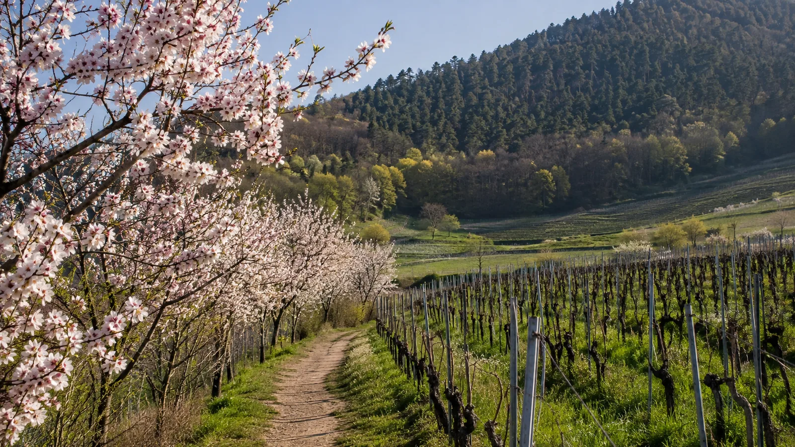 Haardthöhen: Blick über Wald und Rheinebene