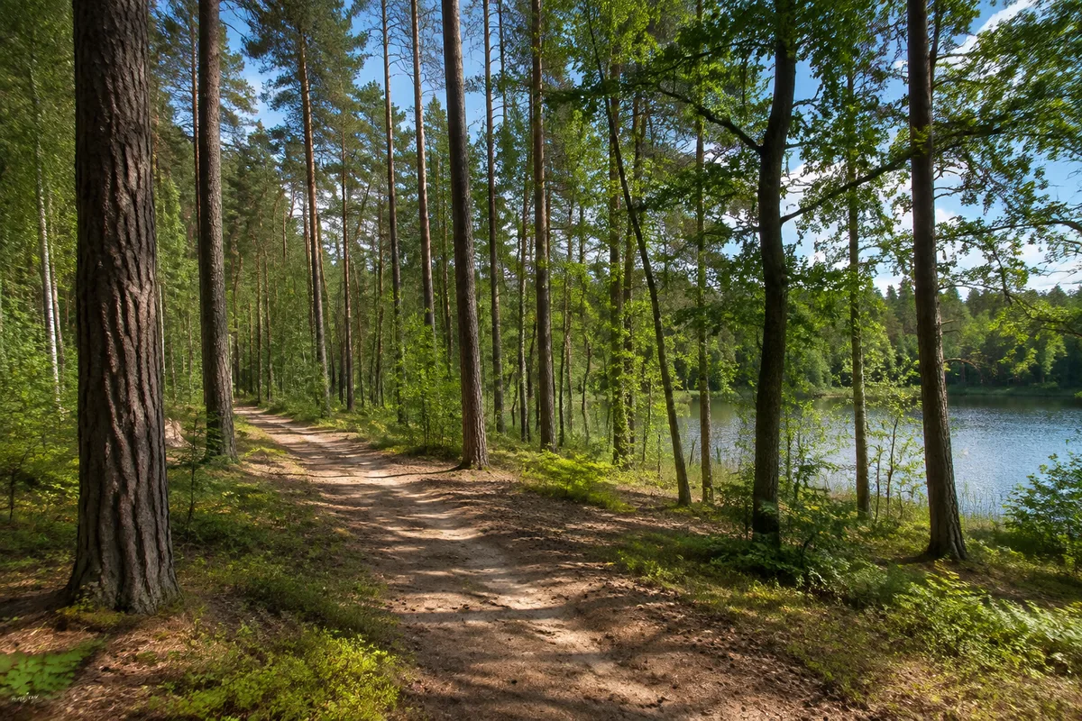 Waldweg bei Prälank zwischen Kiefern, Buchen und kleinen Seen