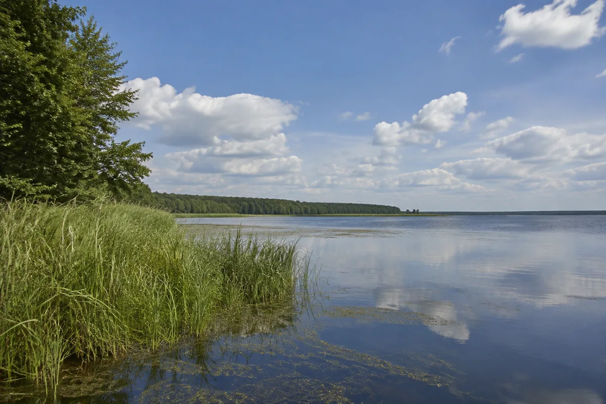 Neustrelitz: Neustrelitz, Startgebiet Neustrelitz Stadthafen: Zierker See bei Neustrelitz mit Schilf und weitem flachem Wasser