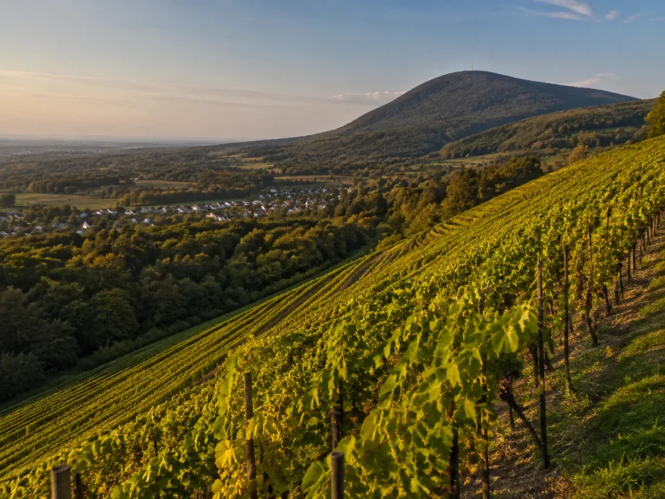 Bergstraße und Melibokus: warmer Weinbergshang unter bewaldeter Bergkuppe