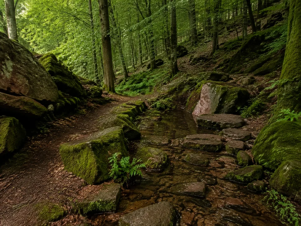 Grasellenbacher Wald: moosiger Quellenpfad im tiefen Odenwald