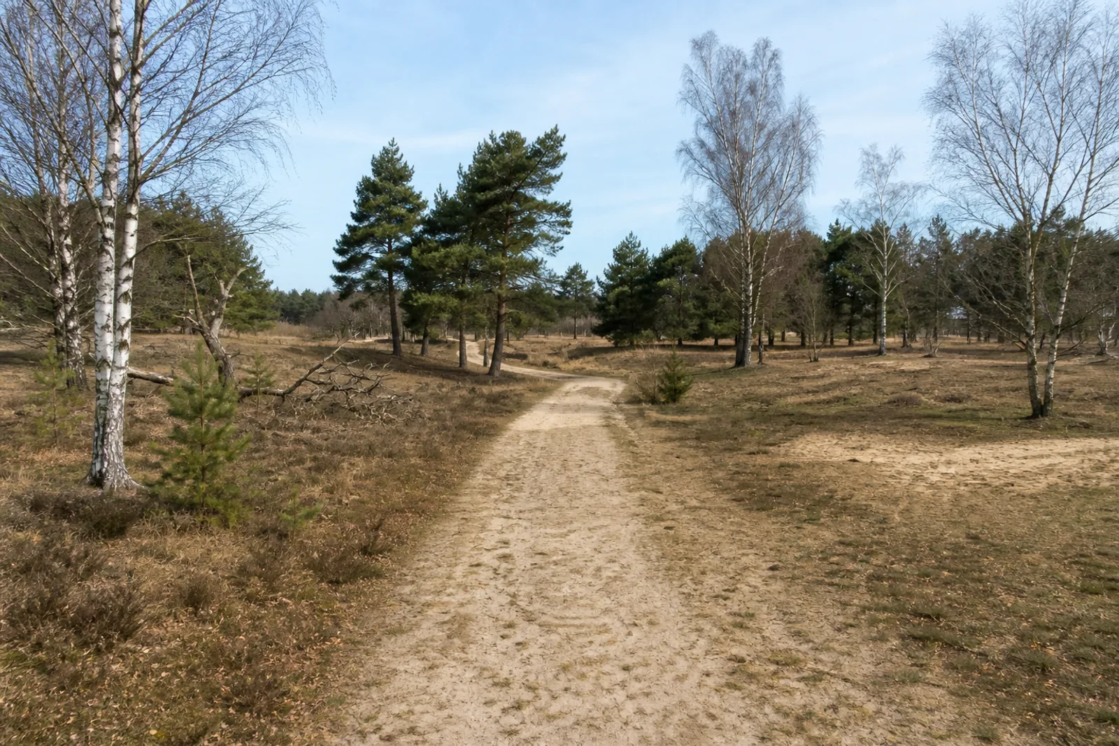 Heideweg im Lüsekamp