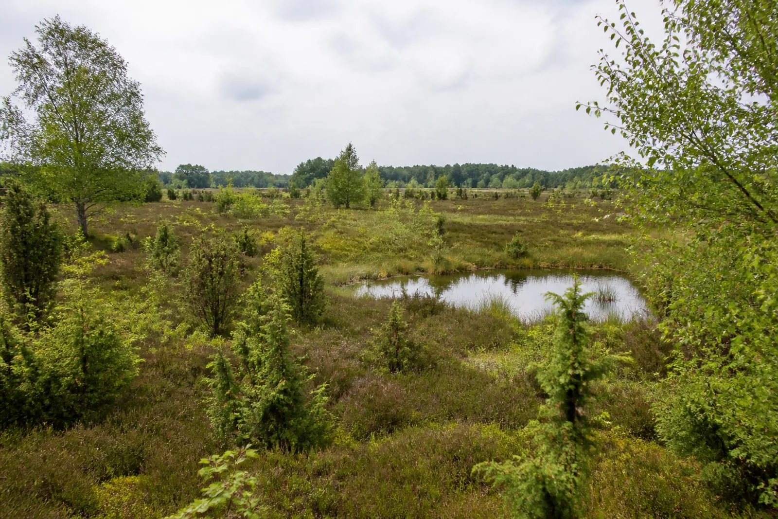 Niederkrüchten: Wacholderheide im Elmpter Schwalmbruch