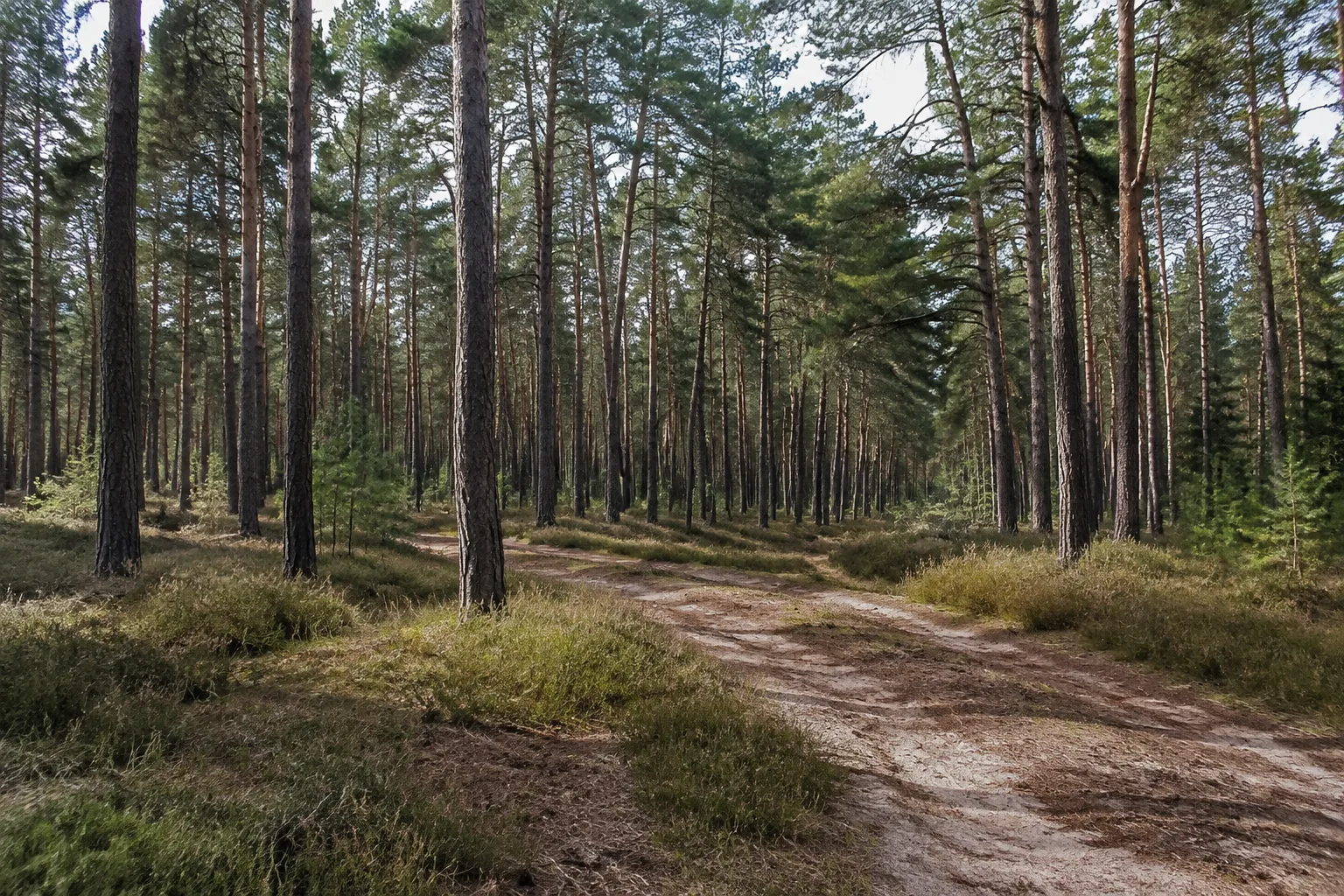 Doberluger Wälder: Sandige Kiefernwälder zwischen Klosterstadt und Heide