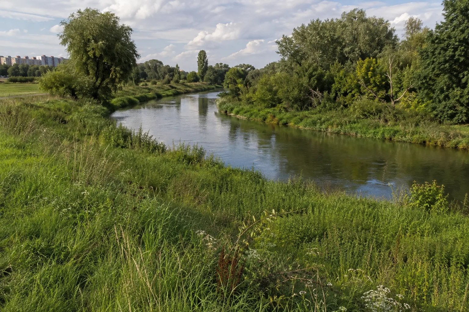 Cottbuser Spreeaue: Flussbegleitende Wiesen und Laubgehölze am Stadtrand