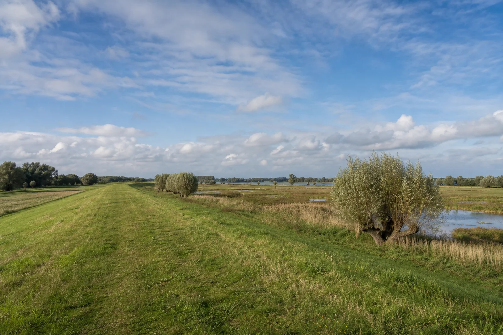 Grasiger Deichweg mit Kopfweiden und Altrheinwasser an der Bislicher Insel am Niederrhein