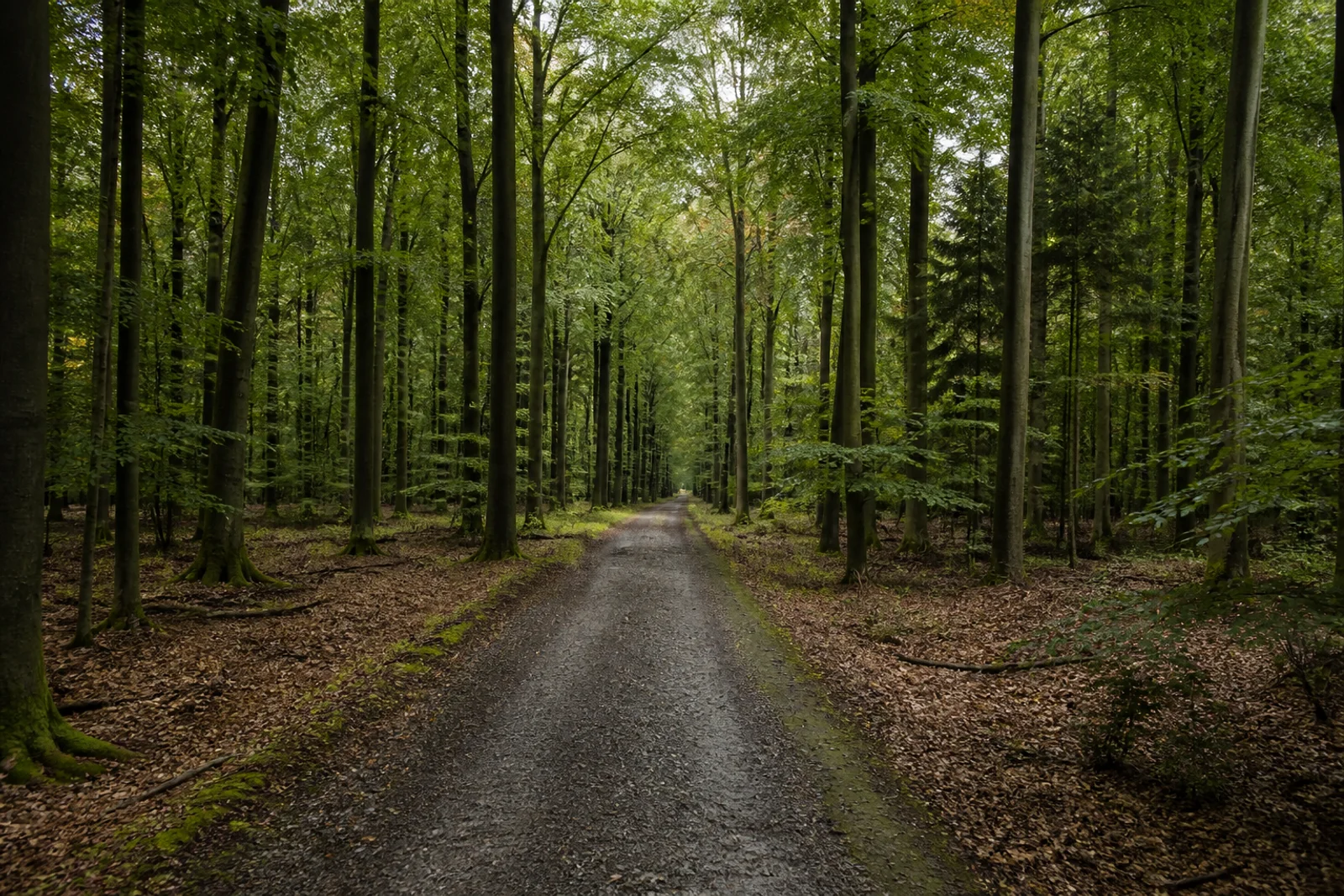 Breiter Buchenwaldweg im Klever Reichswald am Niederrhein