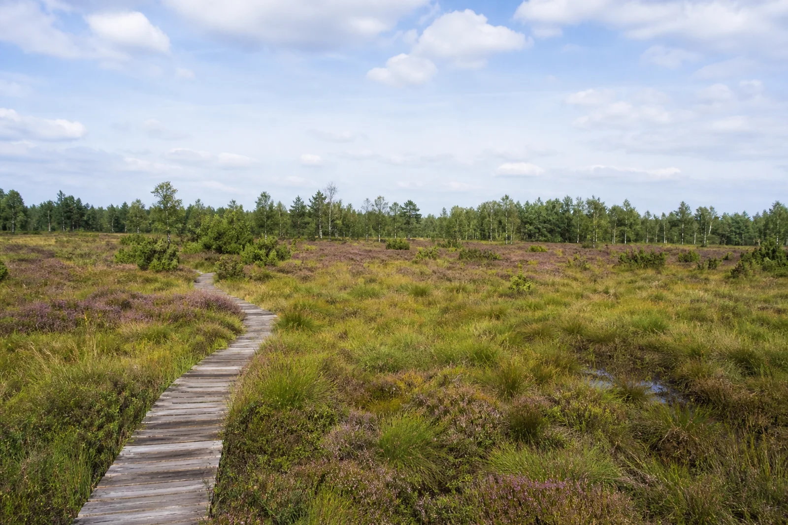 Holzsteg durch Heide und Moor im Schwalmbruch am Niederrhein