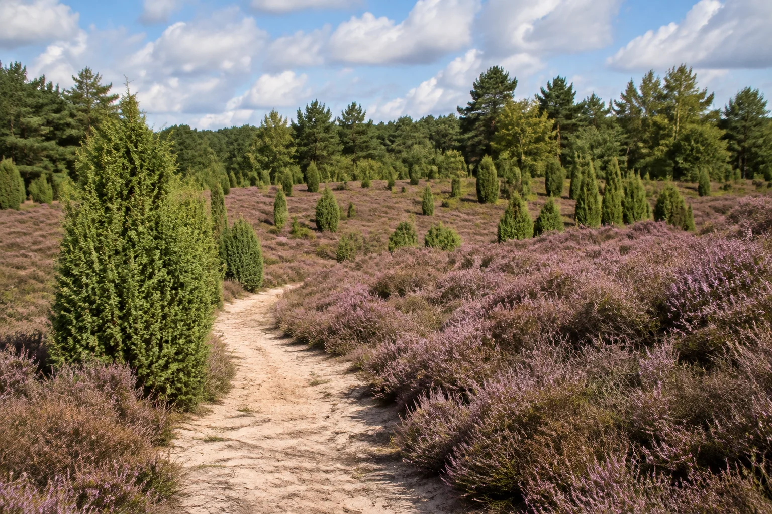 Niedersachsen: Undeloh Ortsmitte: Niedersächsische Heide bei Undeloh mit Besenheide, Wacholdern und sandigem Weg