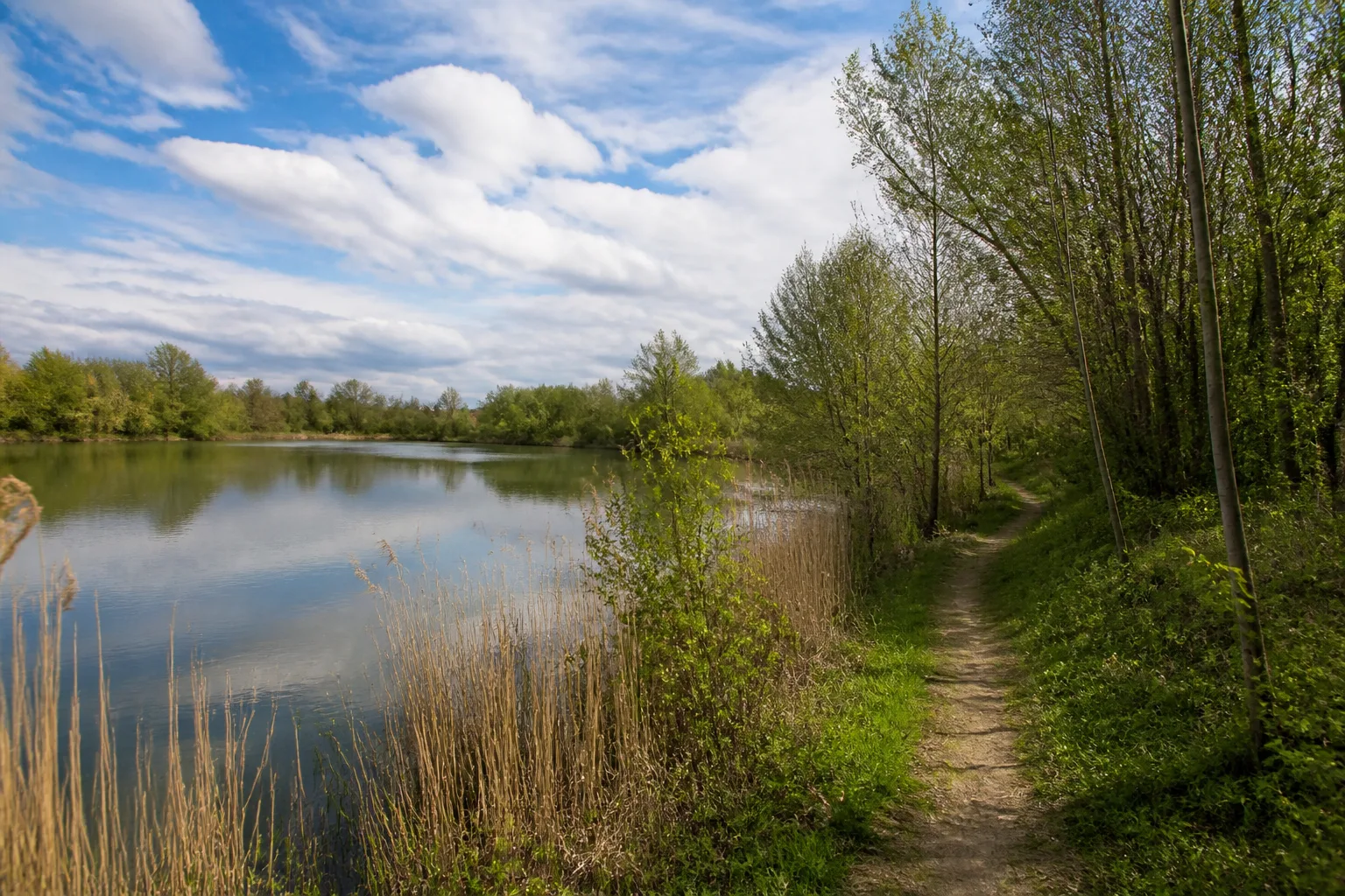 Niederzierer See mit Schilf und Wald