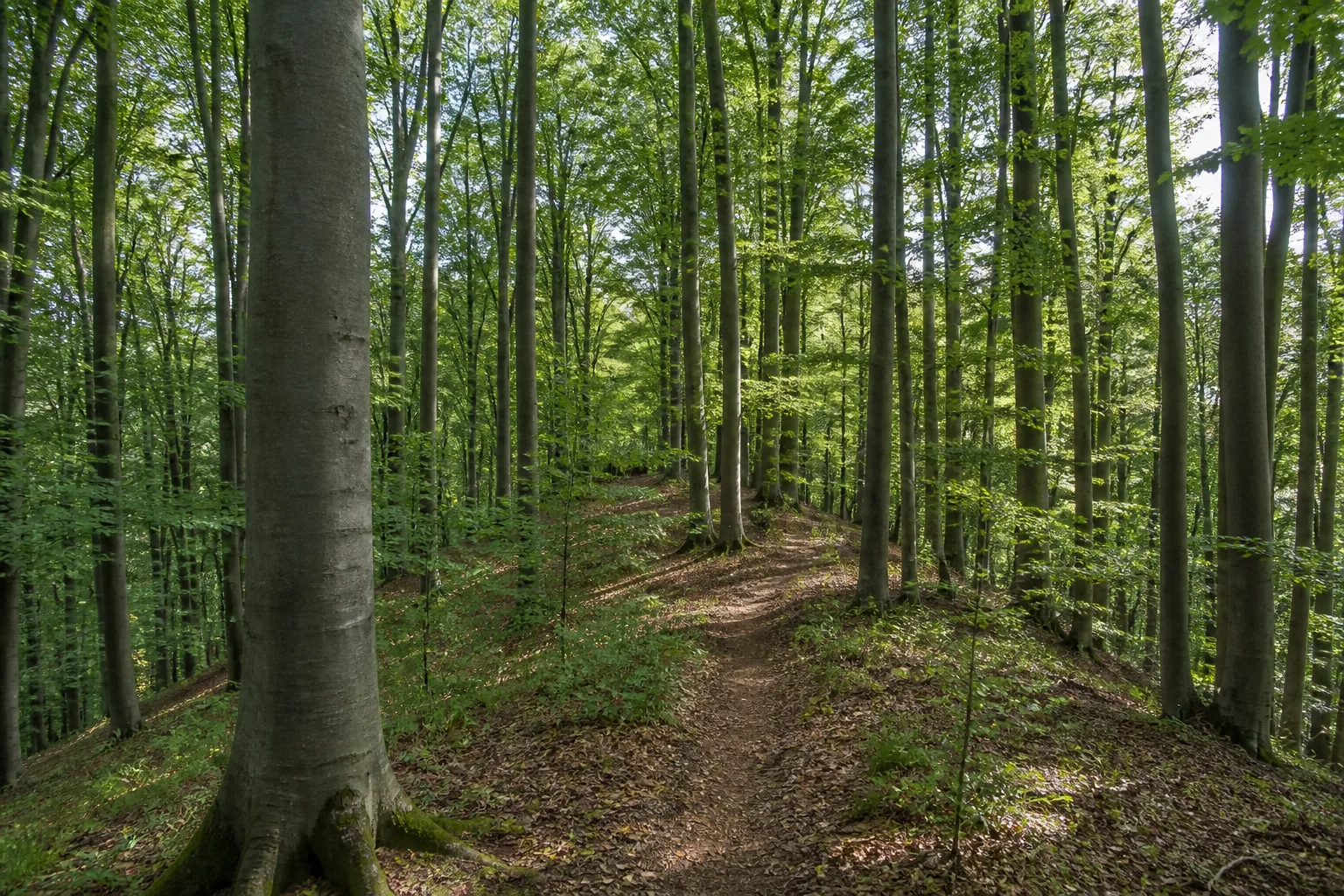 Buchenwaldweg am Holsterberg