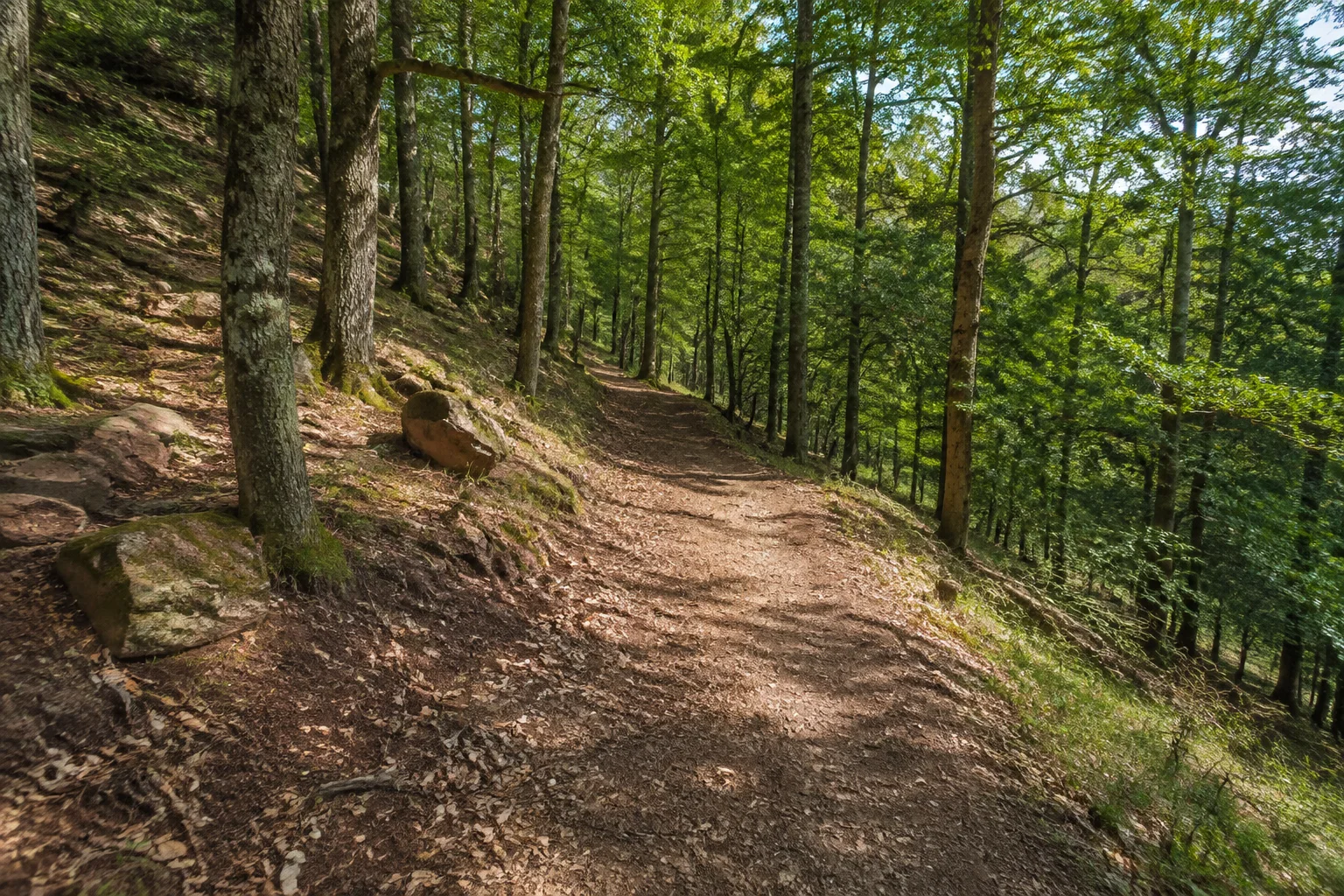 Türkismühler Wald: ruhiger Waldweg unter Buchen und Eichen an einem sanften Talhang, vereinzelte rötlich graue Steine.