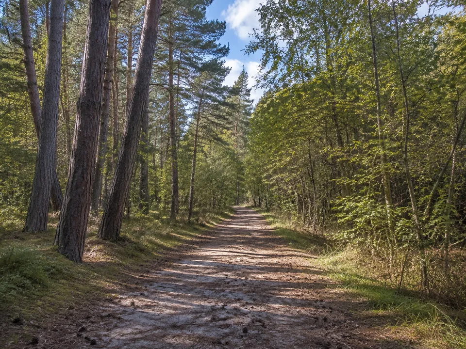 Norderney: Sandiger Waldweg zwischen Kiefern und Erlen im flachen windgeschützten Dünengürtel