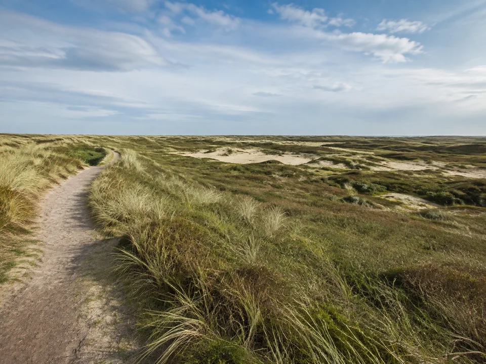 Norderney: Blick vom markierten Weg auf weite niedrige Graudünen mit Strandhafer und sandigen Lichtungen