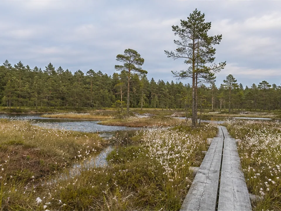 Dör't Moor: Moorsteg zwischen Wollgras und Kiefern