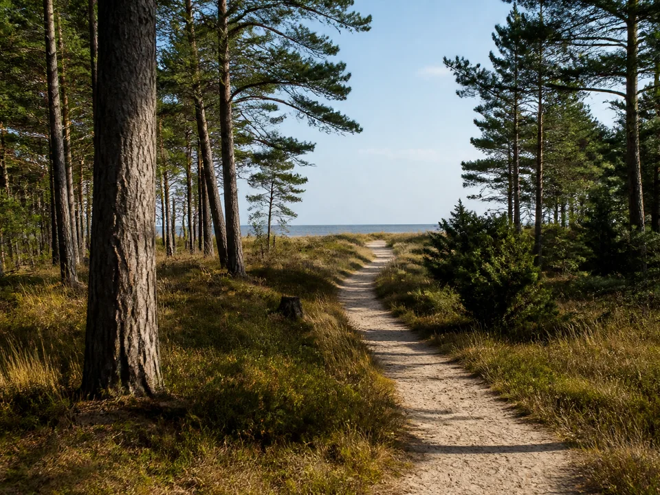 Nordseeküste Niedersachsen: Sandiger öffentlicher Weg zwischen Kiefern am flachen Waldrand mit fernem Meeresblick
