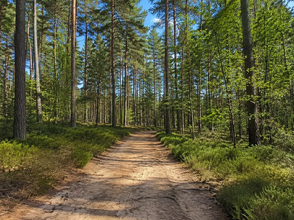 Wald bei Fischbach: Sandiger, ebener Waldweg bei Fischbach im Lorenzer Reichswald unter hohen Kiefern mit einzelnen Laubbäumen und Heidelbeersträuchern.