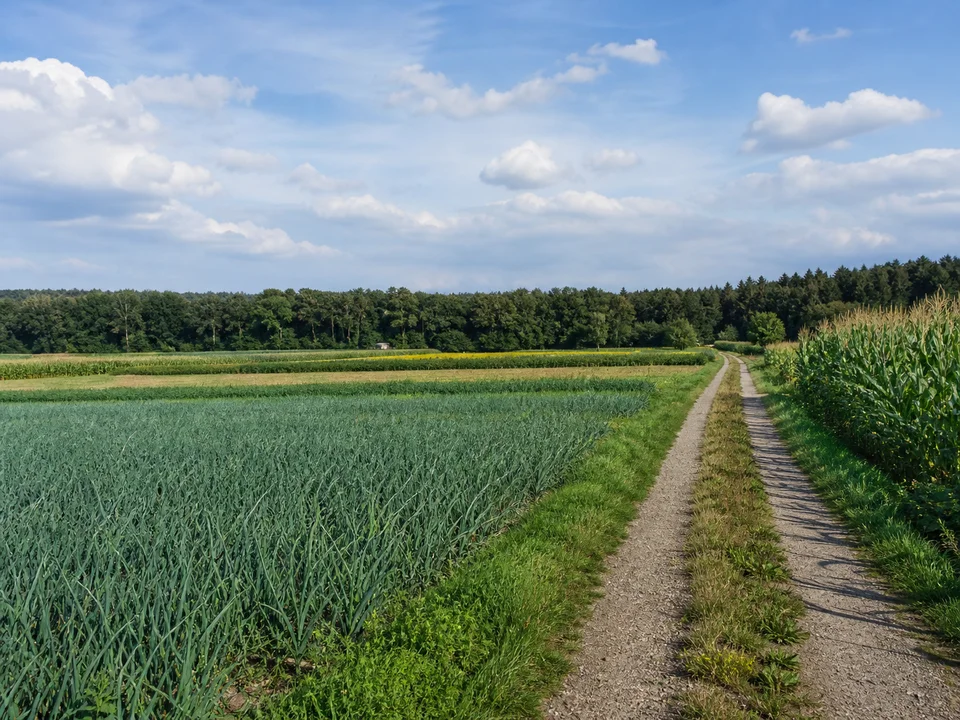 Feldwege bei Kraftshof: Flaches Knoblauchsland bei Kraftshof mit Gemüsefeldern, schmalem Wirtschaftsweg und fernem Waldsaum; keine Weinberge.