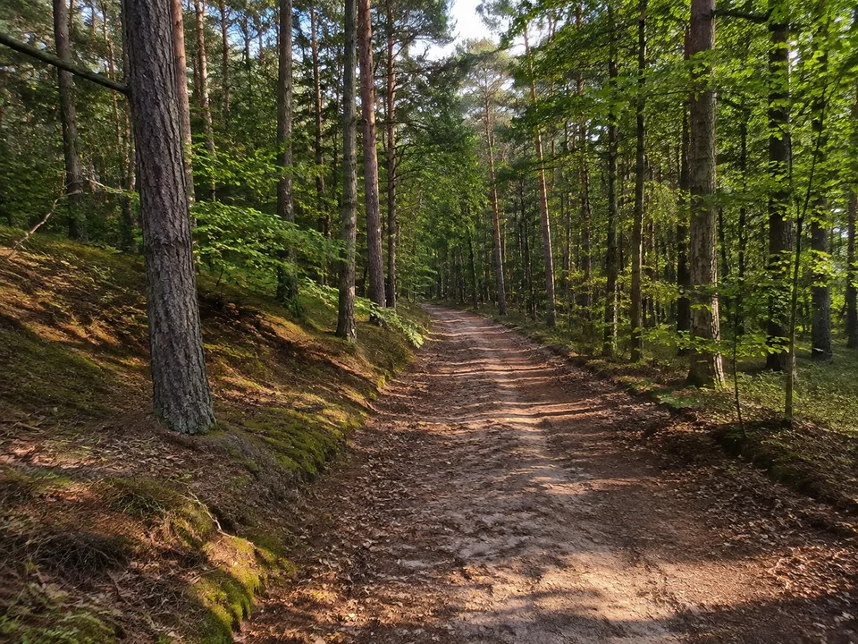Wald im Altdorfer Land: Unbefestigter Weg im welligen Mischwald bei Altdorf mit Sandboden und Laubstreu.