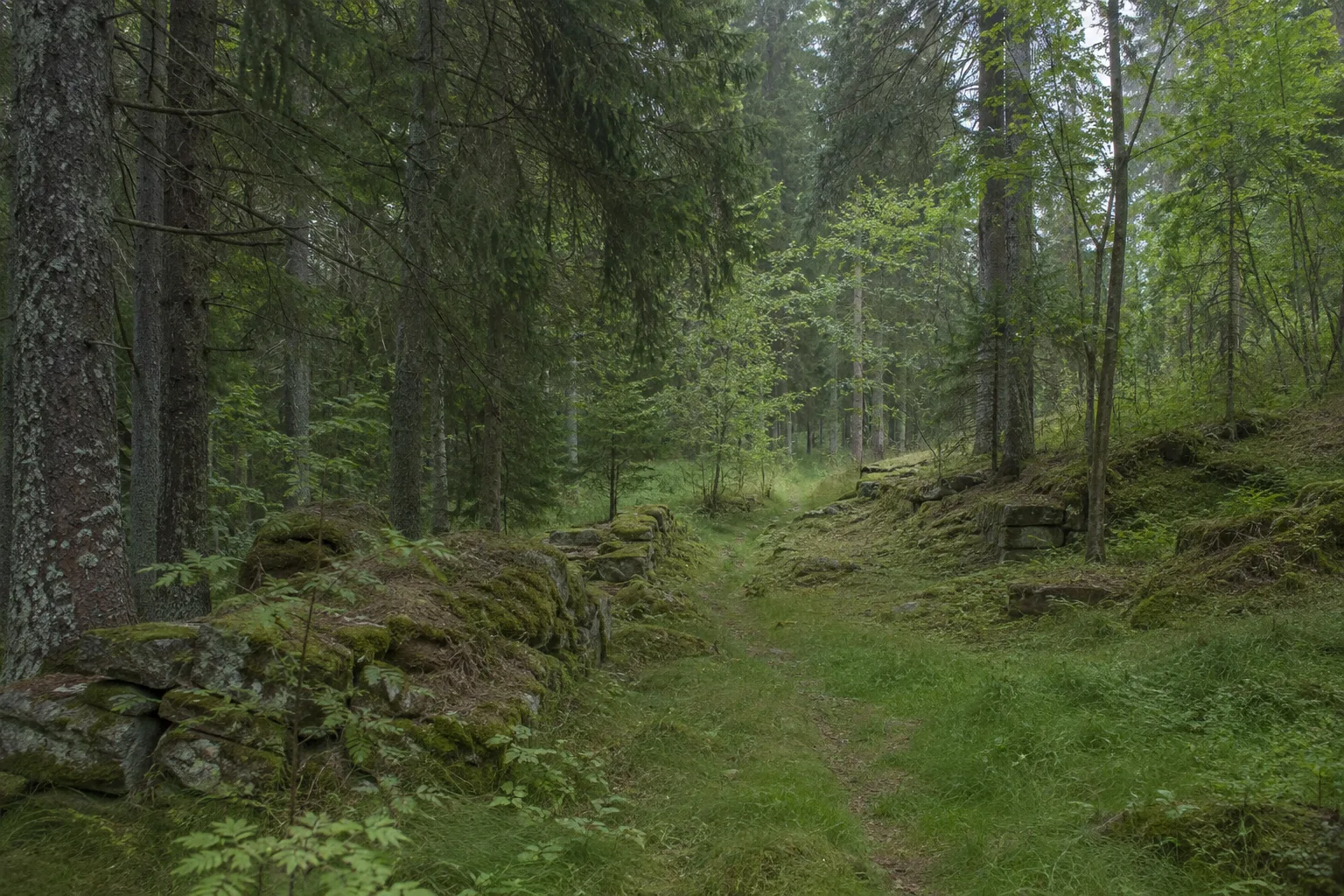 Bügellohe: verwachsener Waldweg zu Spuren eines verlassenen Grenzdorfs