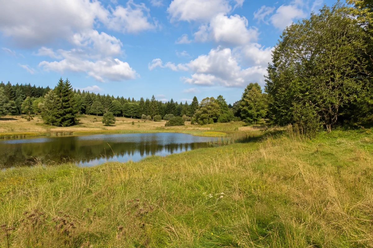 Kleiner Teich am Wiesenrand bei Stiege, flache bis sanft gewellte Harzhochfläche, Ufergras und Mischwald