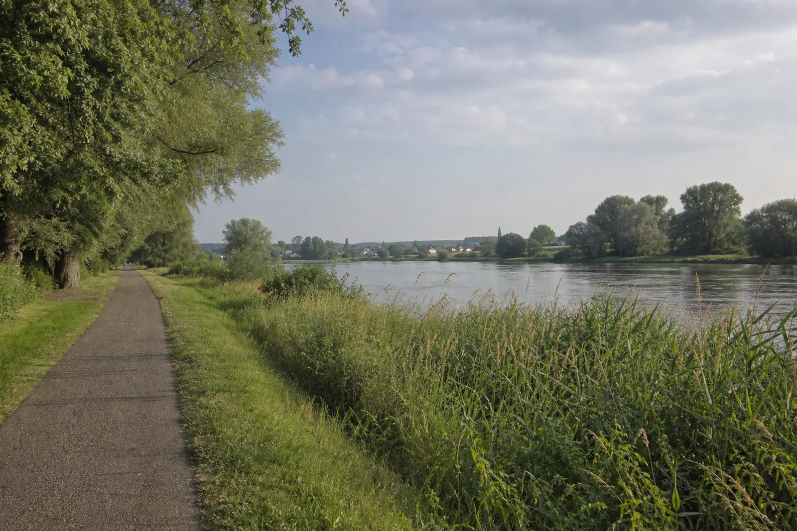 Flacher Uferweg mit Weiden und Röhricht an der Ruhr bei Alstaden