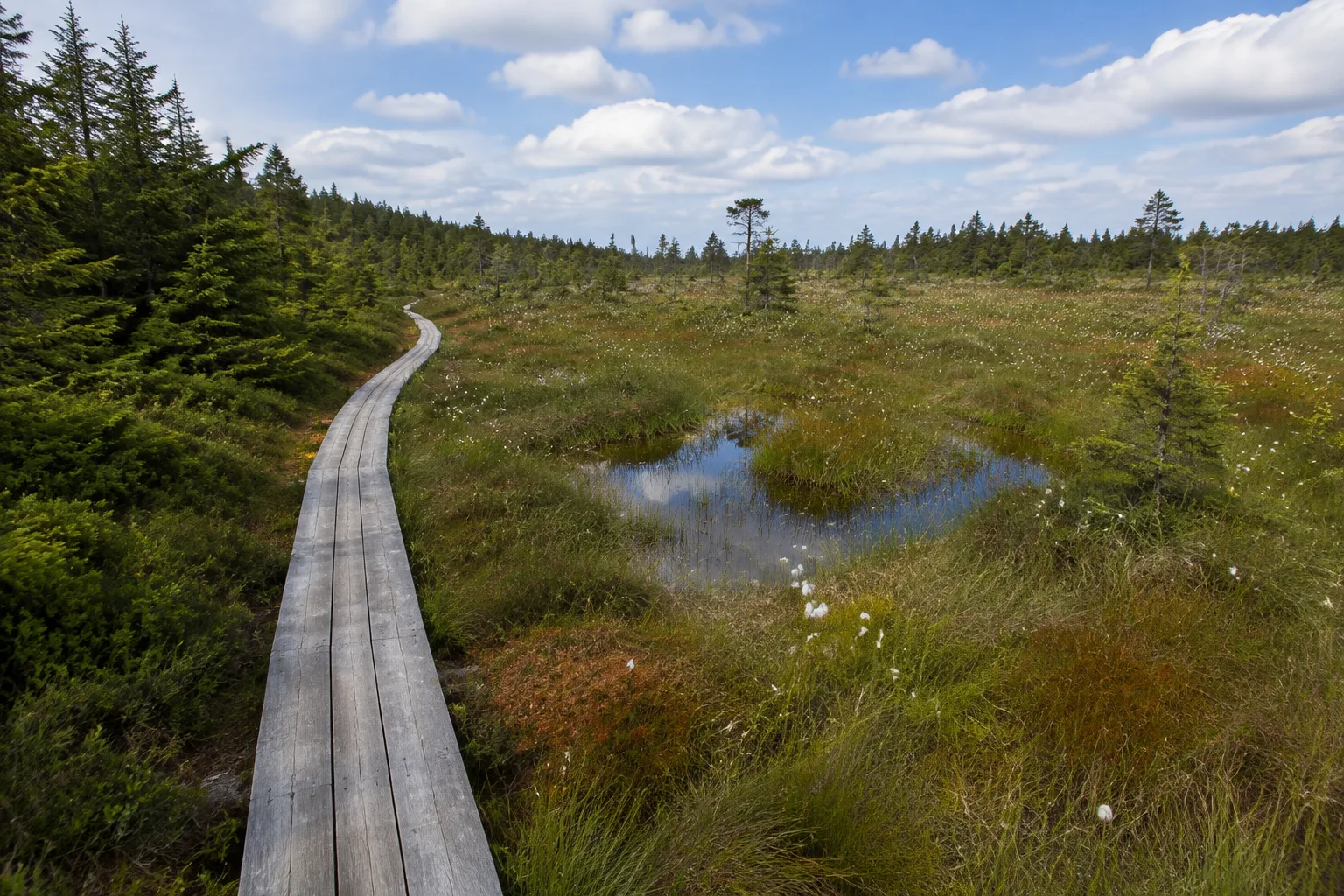 Schützenbergmoor: schmaler Holzsteg über geschütztes Hochmoor mit Wollgras