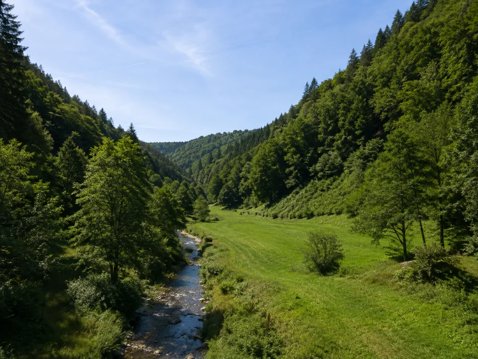 Ödsbacher Waldtal: Schmales grünes Tal mit Bach, Wiesenstreifen und dicht bewaldeten Schwarzwaldhängen