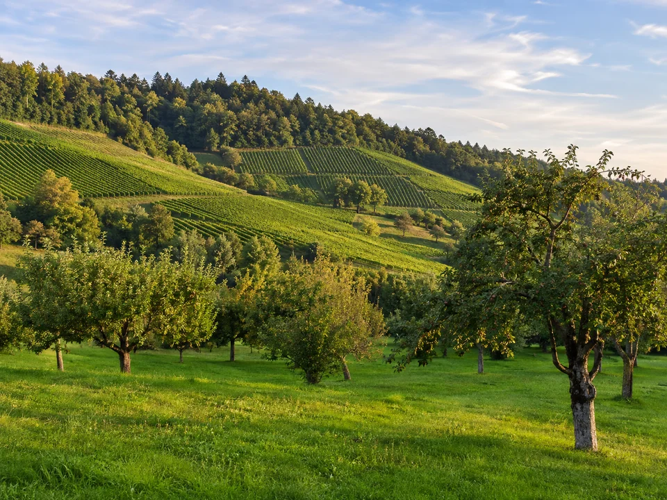 Obstland bei Ringelbach: Kirsch- und Apfelbäume auf grünen Wiesen zwischen niedrigen Rebhängen und Waldrändern